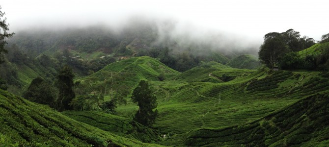 Tanah Rata & The Cameron Highlands